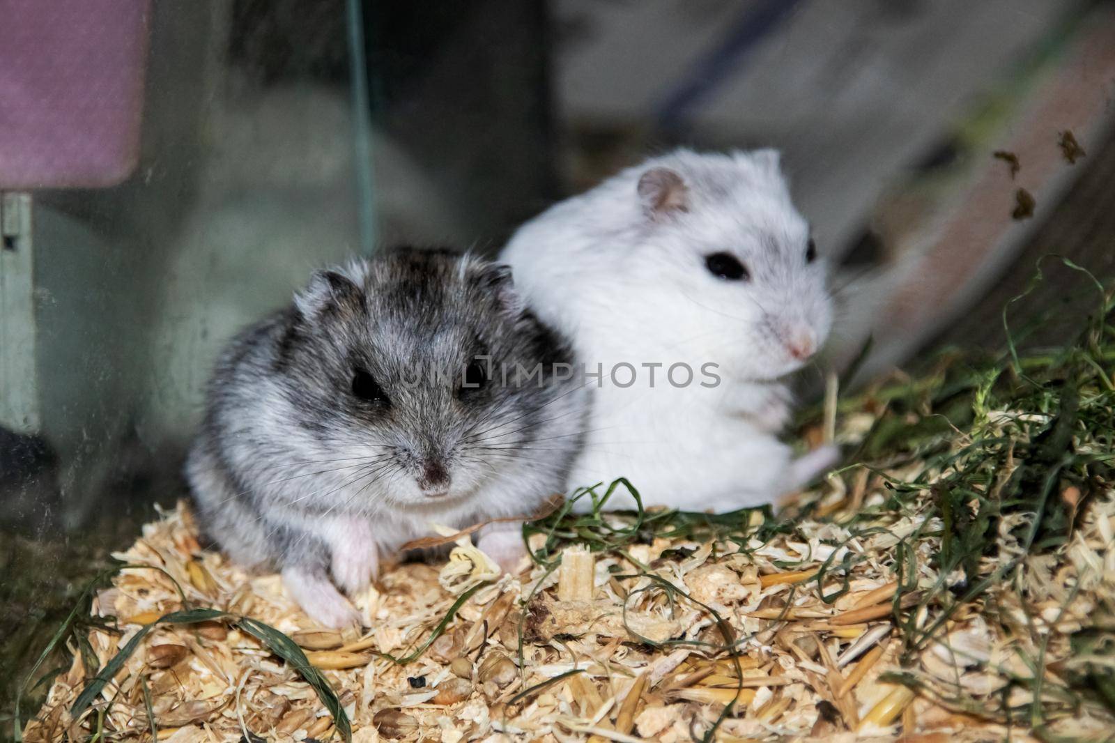 Two hamsters sitting in a cage closeup by Vera1703