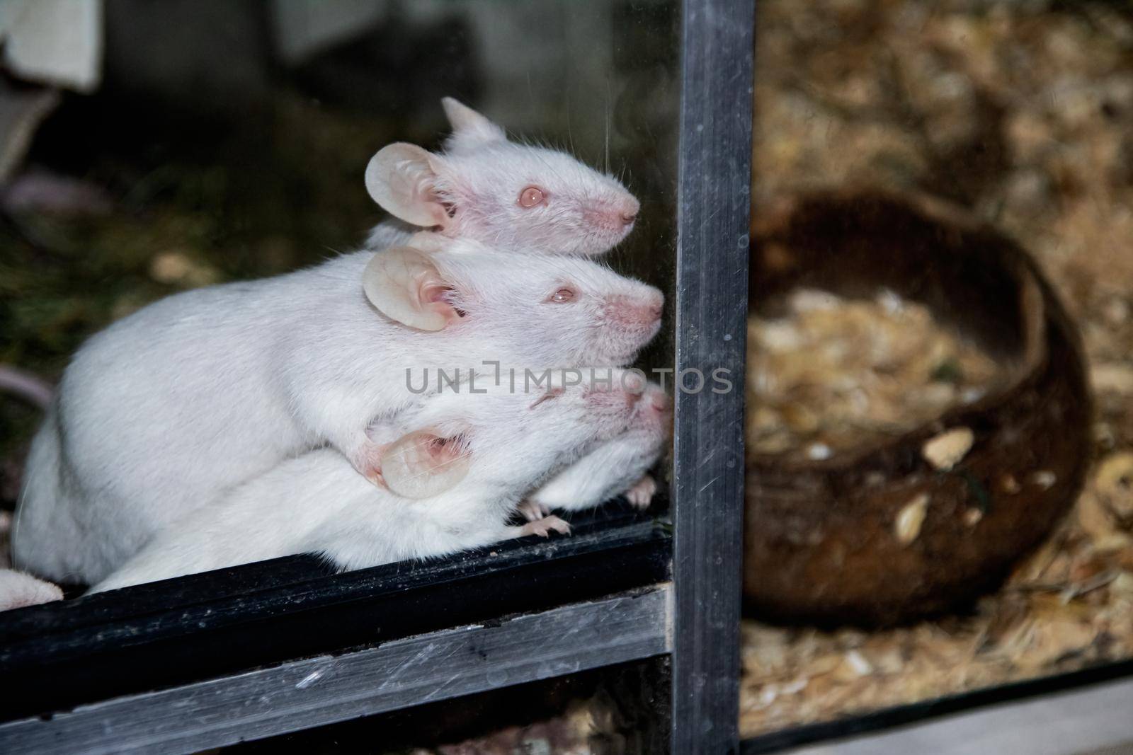 Many albino white rats in a cage close up