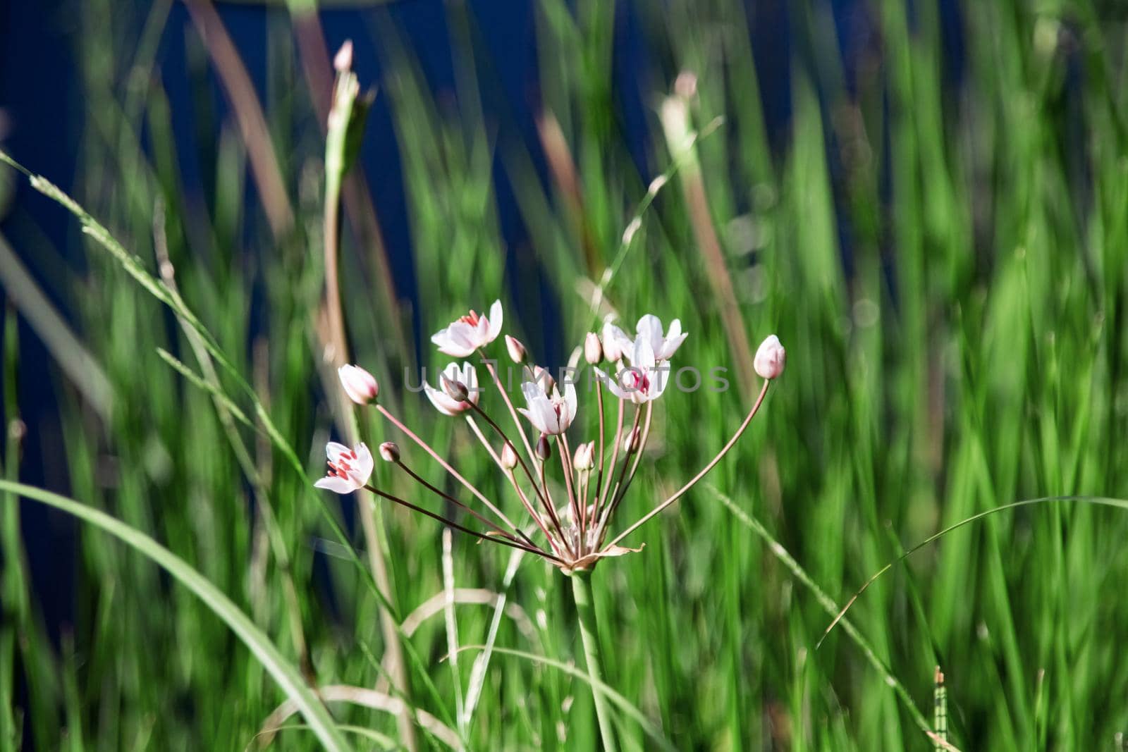 White flower close up on green grass background, summer nature