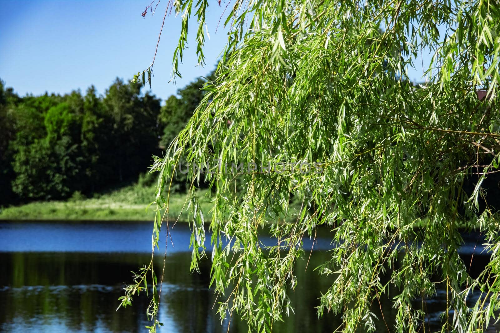 Branches of a tree with leaves against a background of lake and forest, copy space