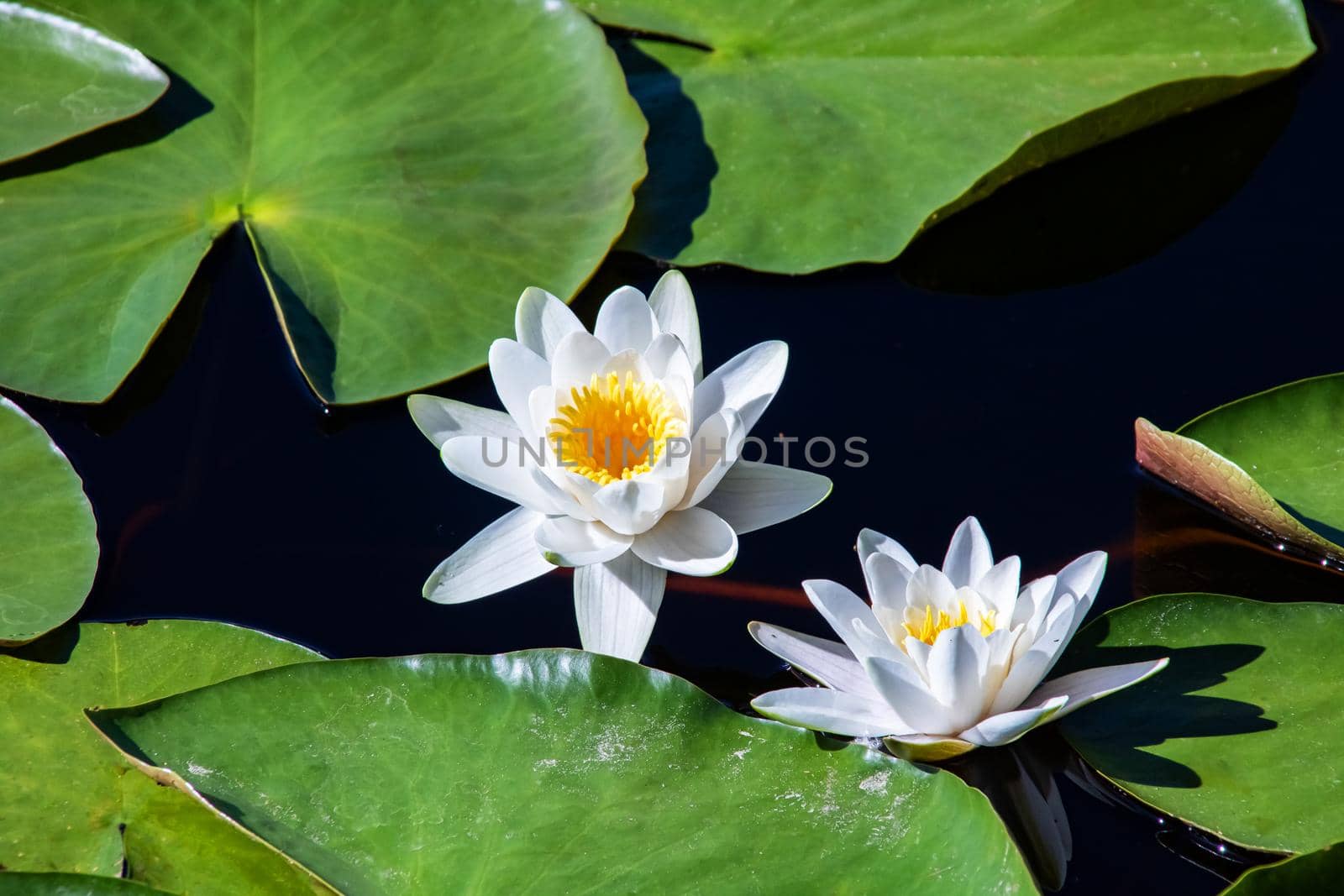 White lilies on the water's surface among green leaves close up