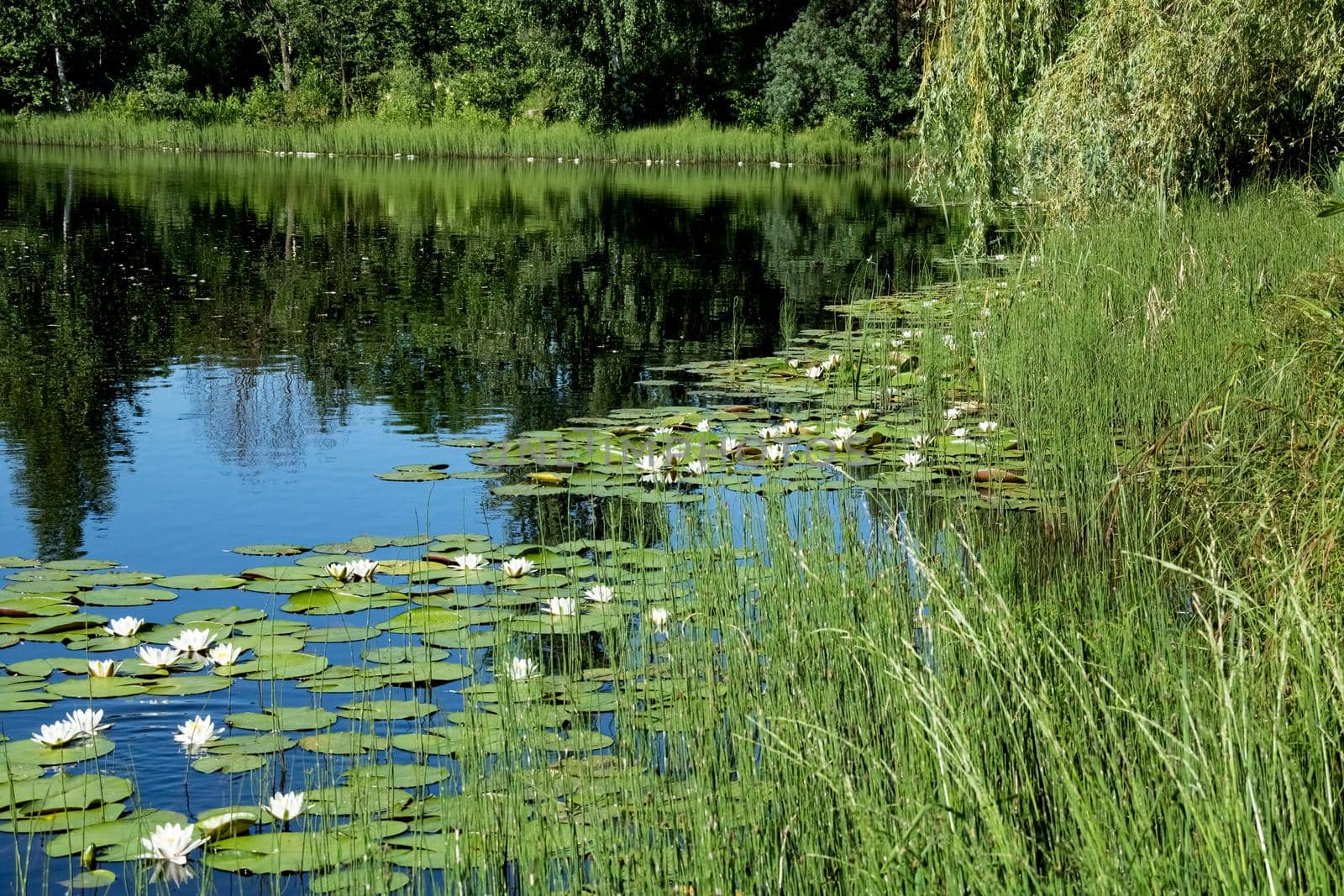 Waterfront with green trees and vegetation in forest, summer landscape