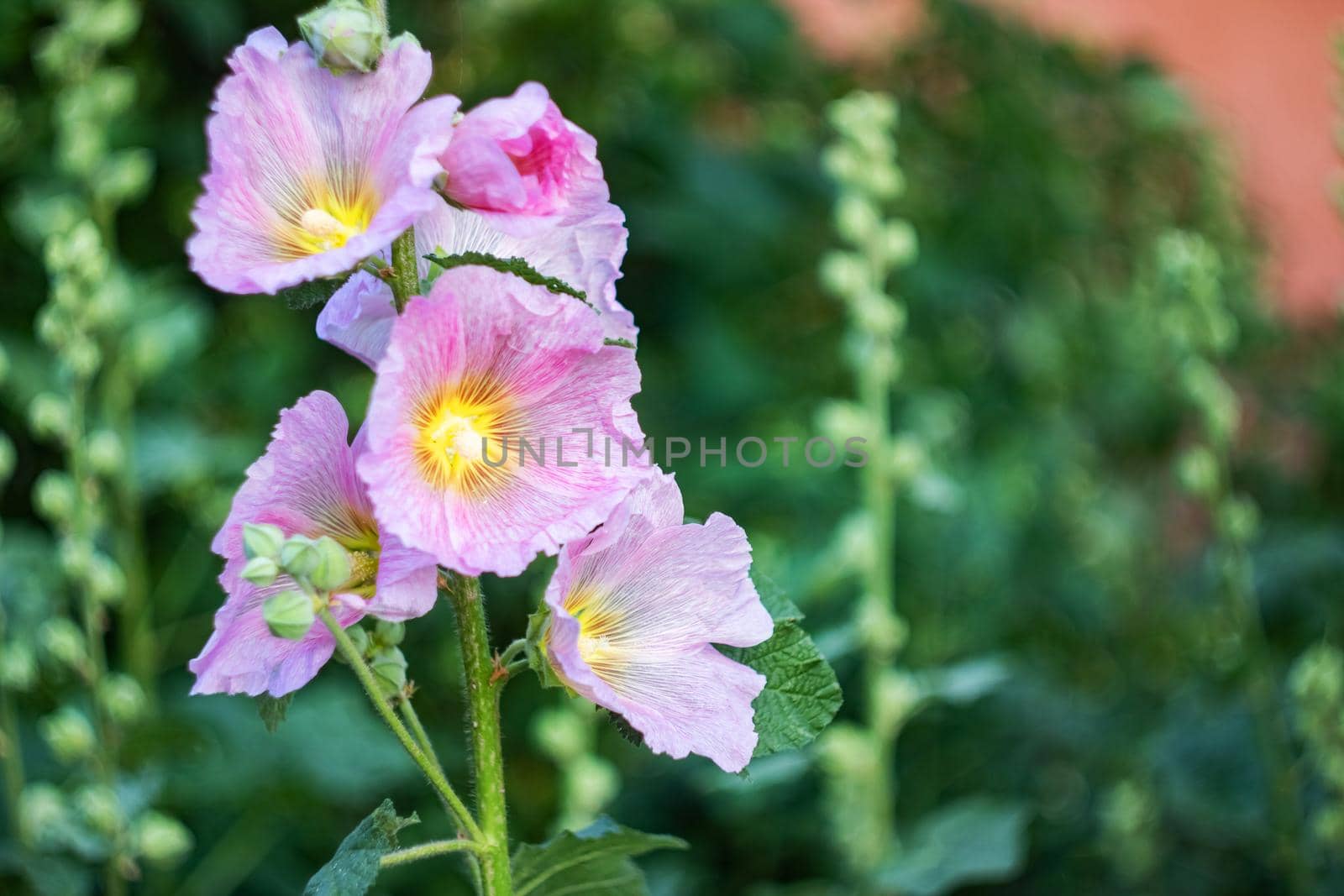 Pink flower Stockroses close up on greenery background, copy space