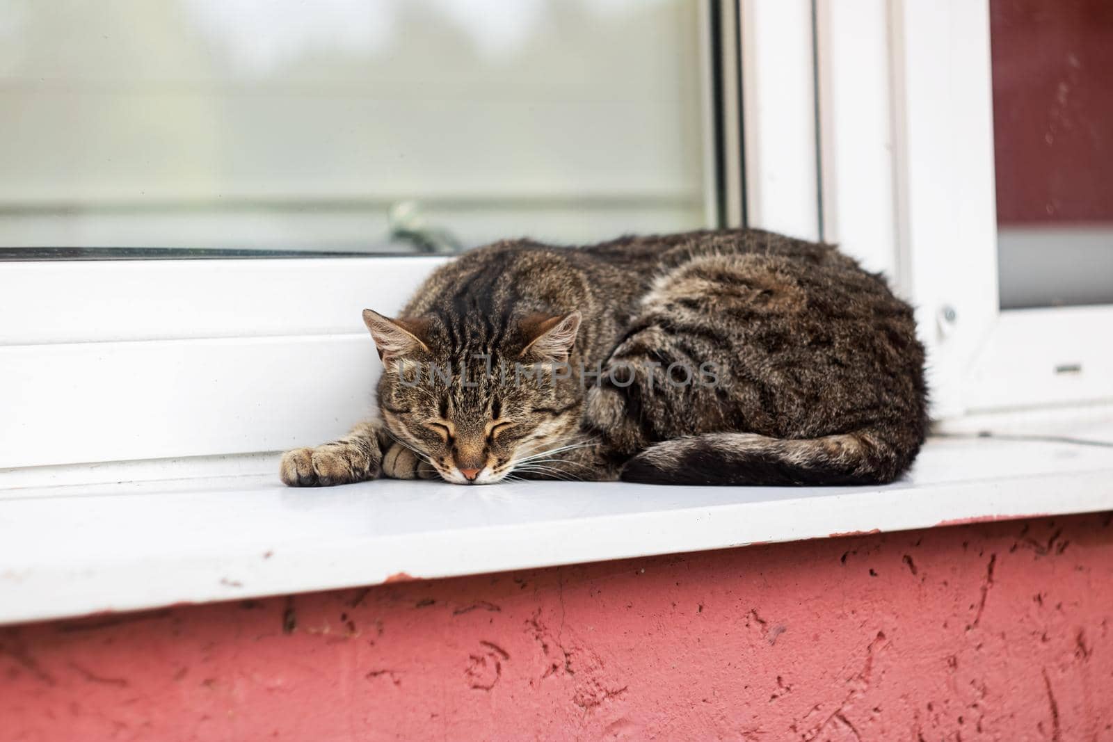 Gray cat lying on the windowsill close up, cute pet