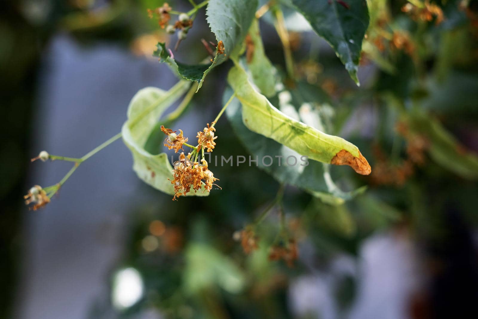 Linden seeds on a branch with green leaves close up