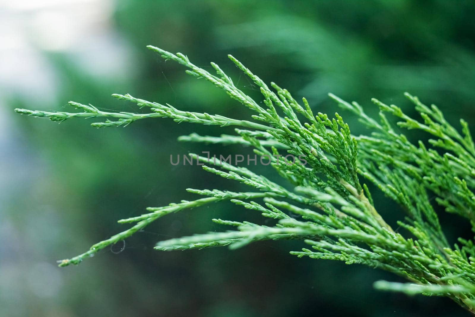 Cypress green branches close up, macro photo, copy space