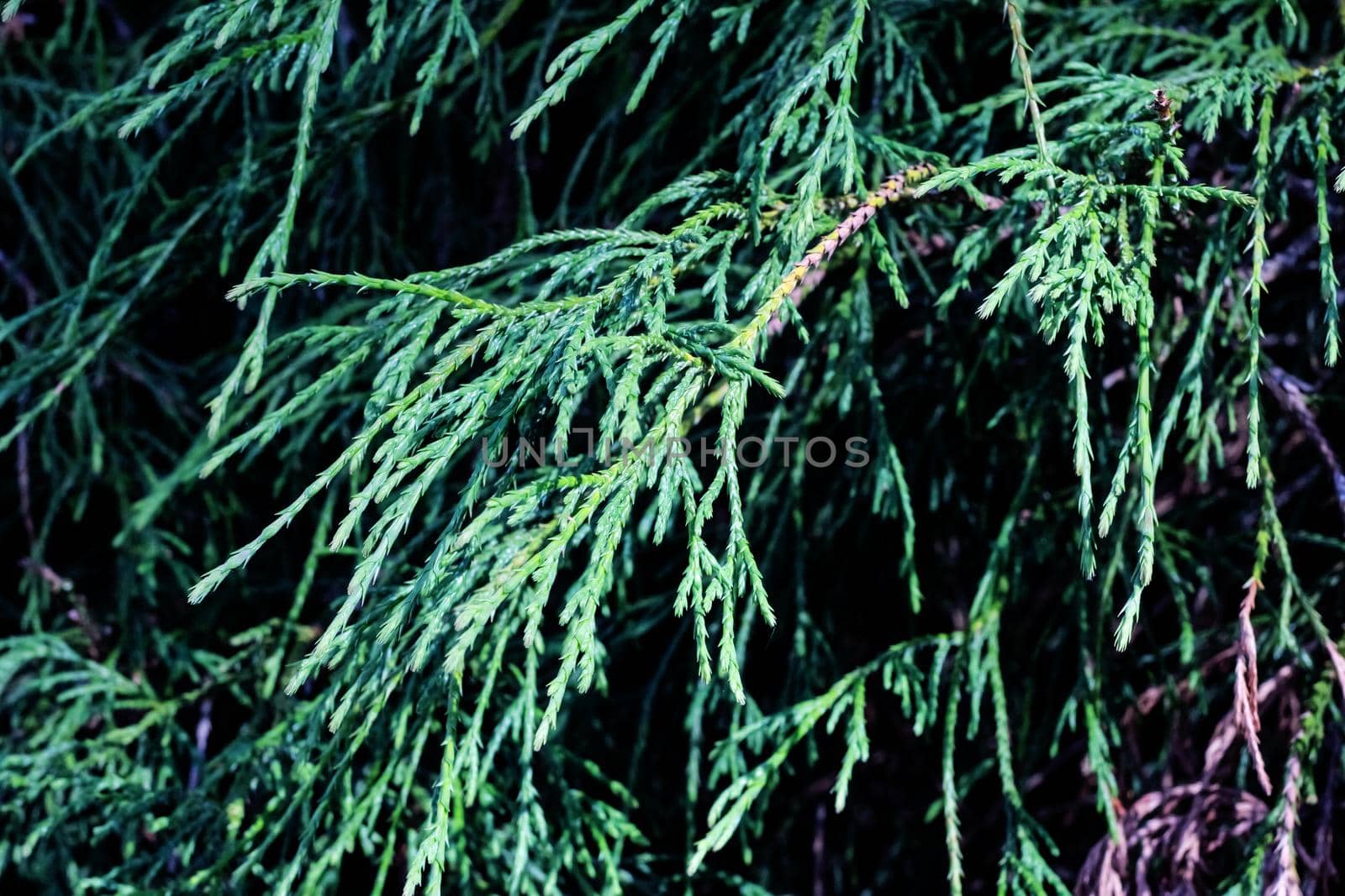 Cypress green branches close up, macro photo, background or texture