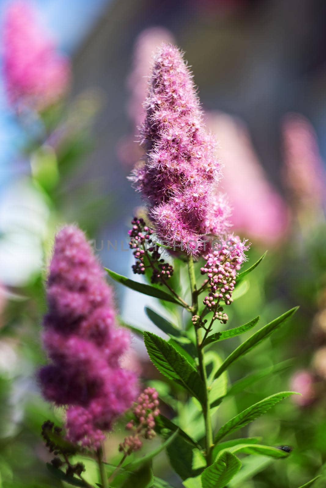 Pink garden flower on a branch with green leaves close up
