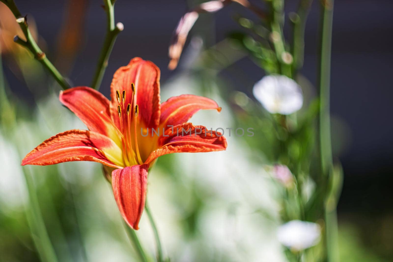 Red garden lily flower on a branch with green leaves close up