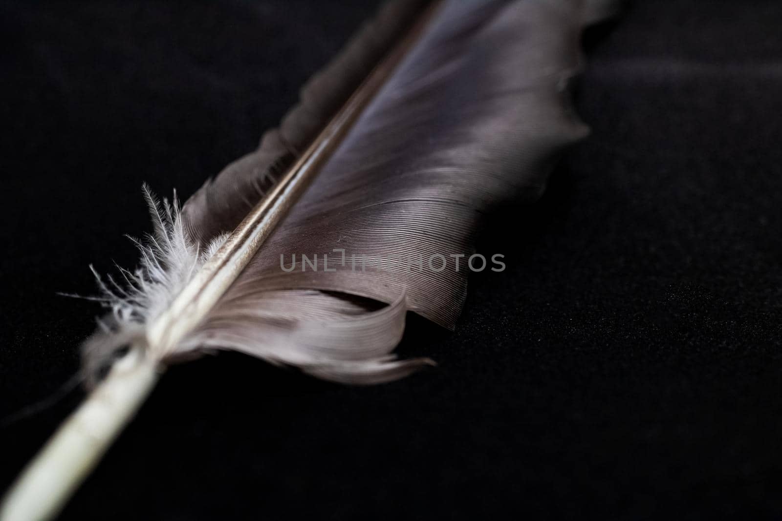 Gray feather close up on a black background, macro photo