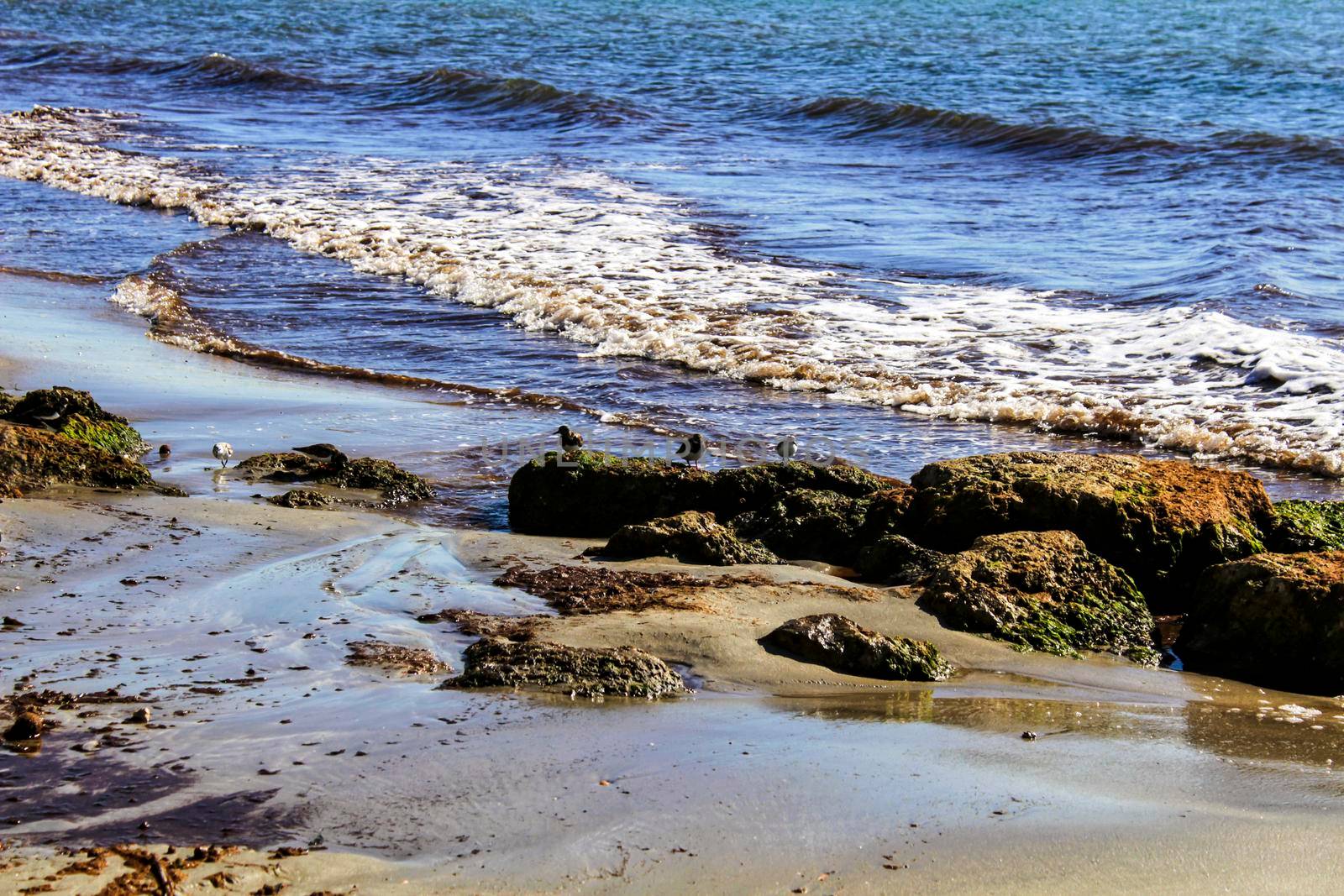 Birds on the shore in the morning