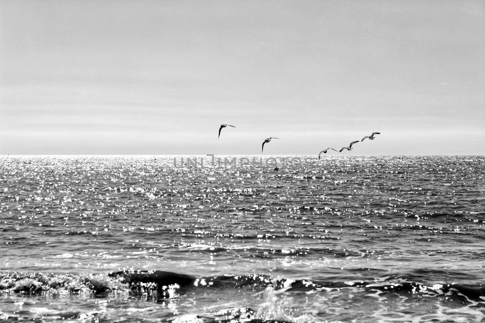 Birds on the shore in the morning