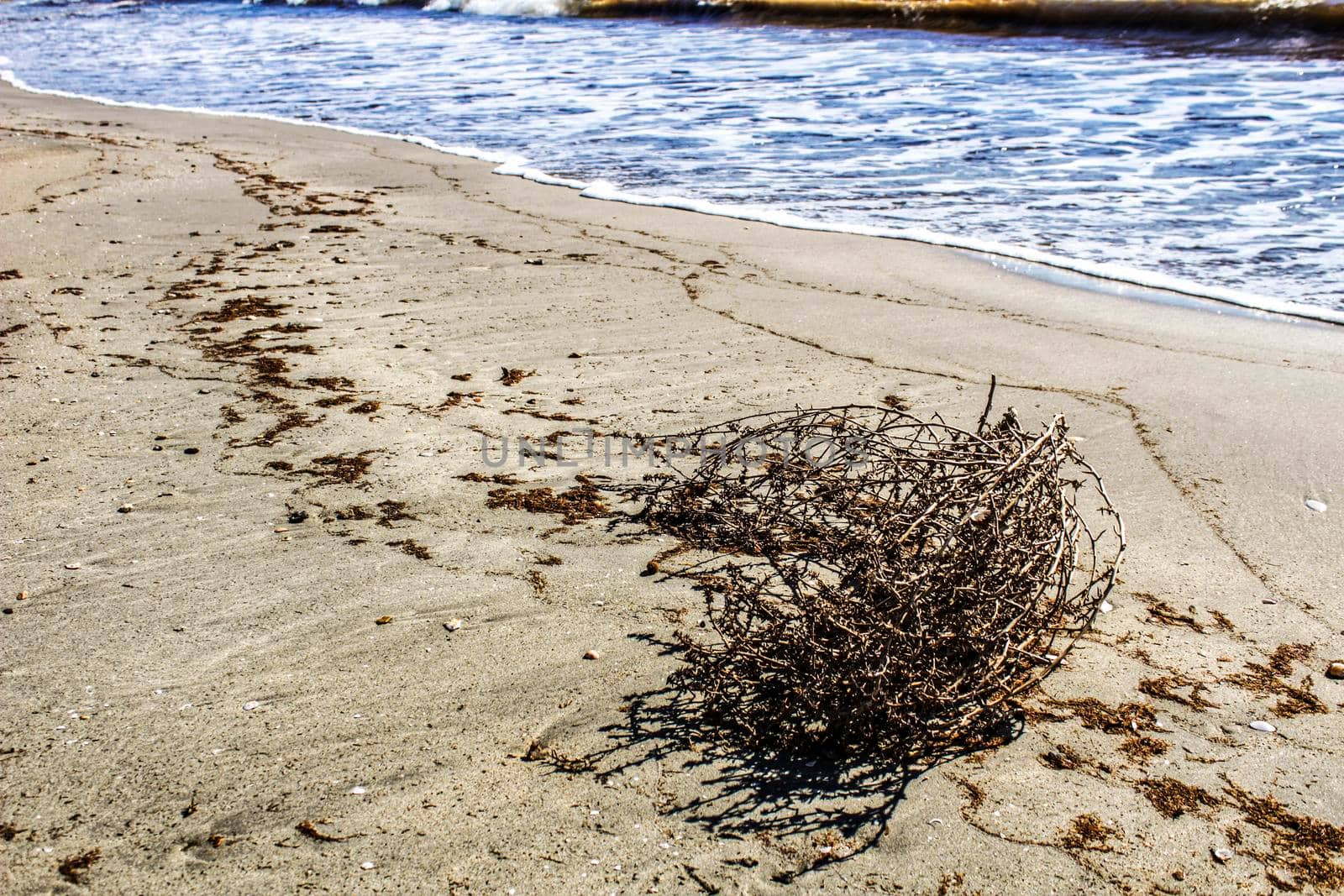 Dry plant pushed by the wind on the shore