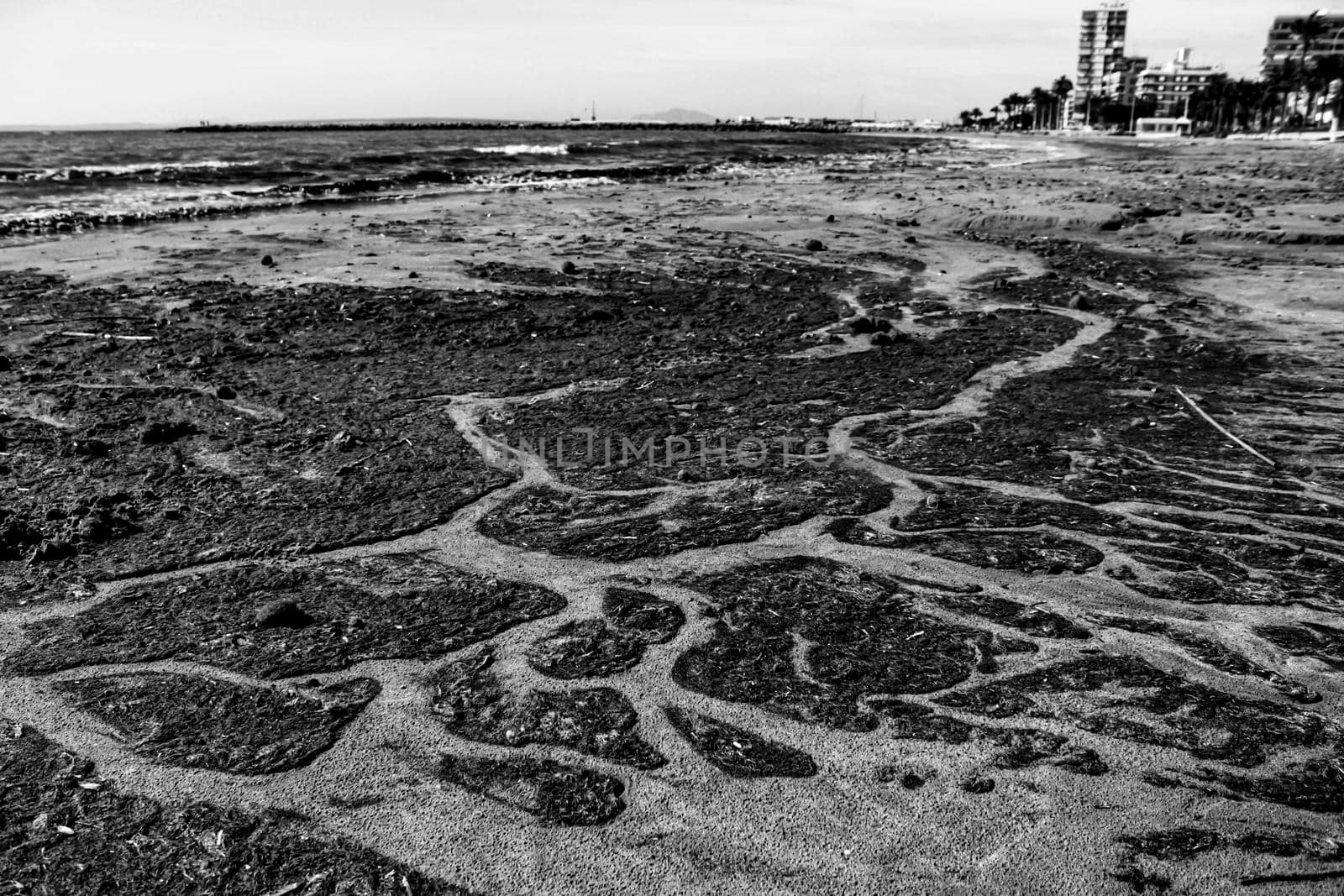 Oceanic Posidonia remains on the shore after the storm in Santa Pola, Spain