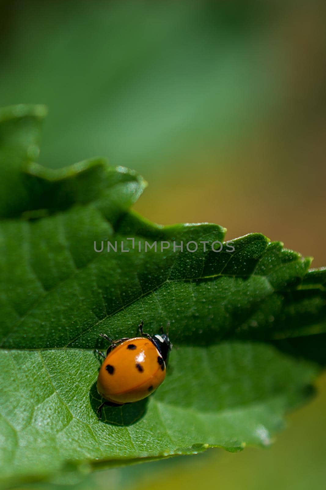 Picture of a Ladybug sitting on a leaf by berkay