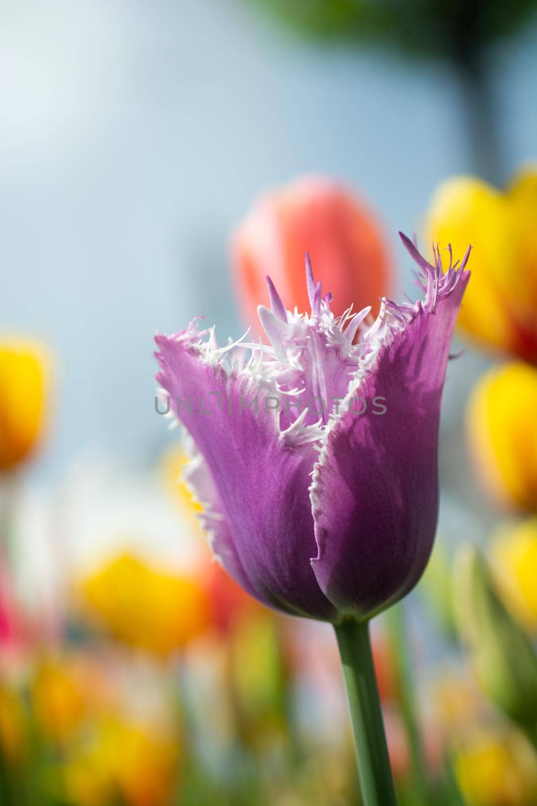 Beautiful colorful tulips flower in spring time garden