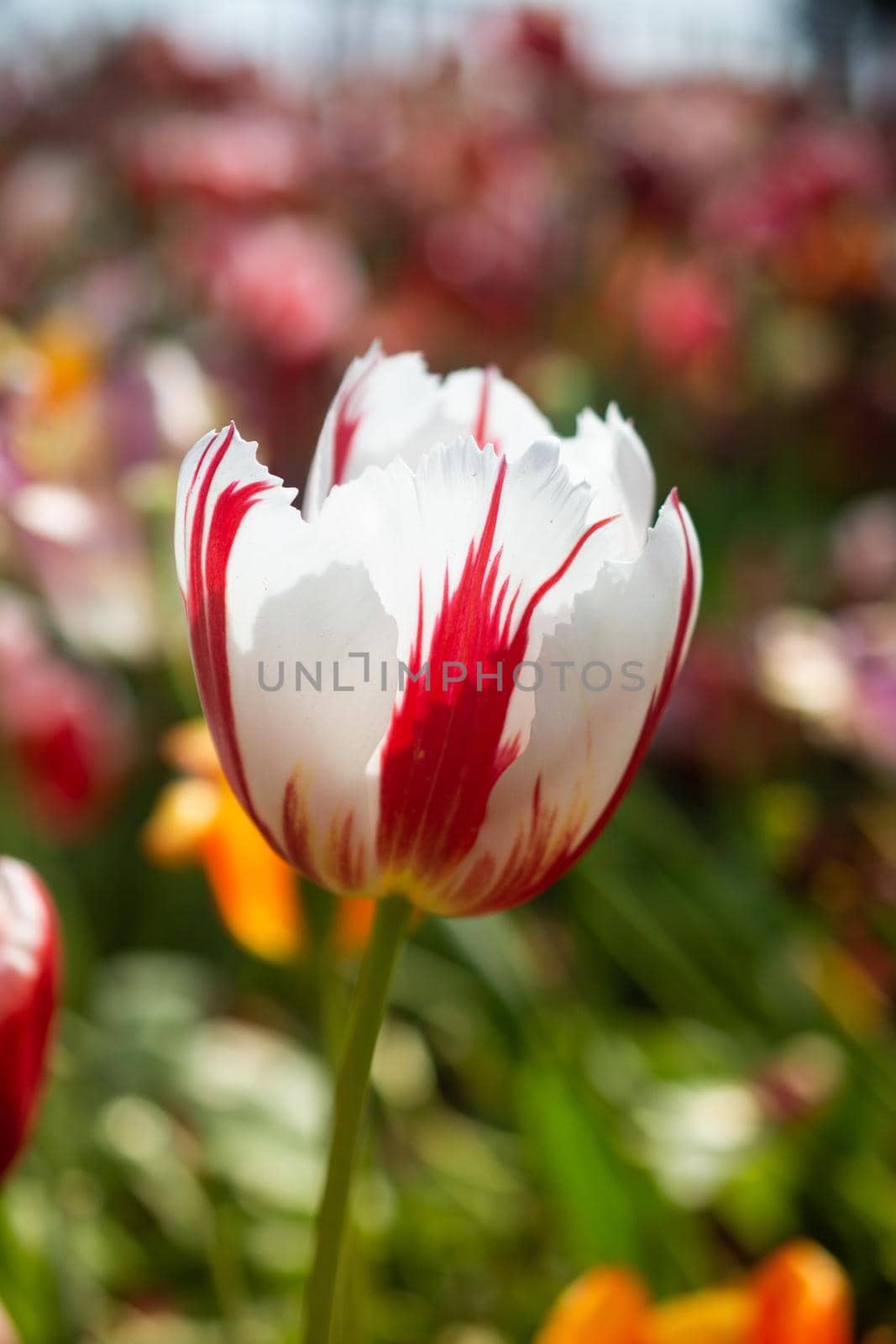 Beautiful colorful tulips flower in spring time garden