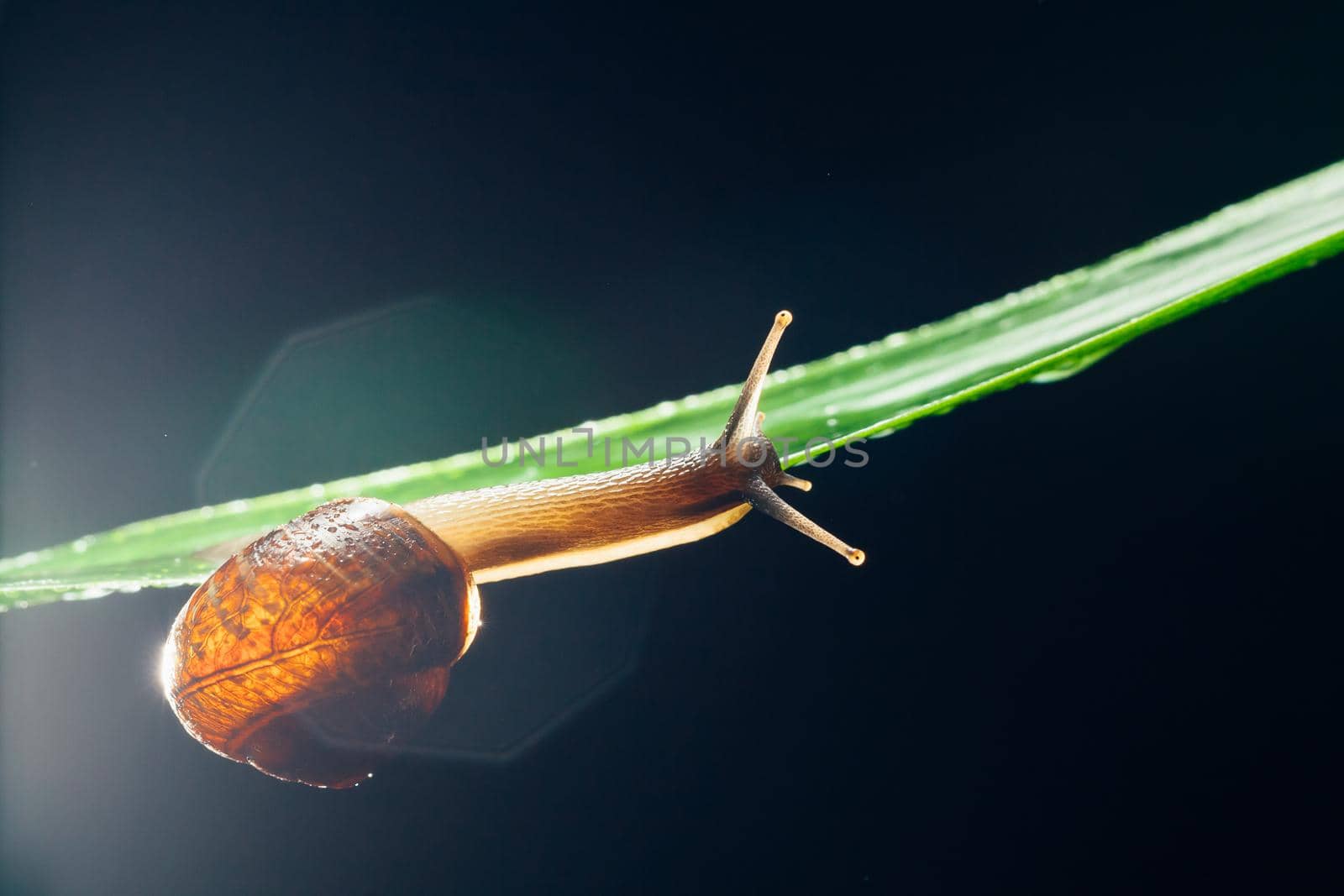 snail on the leaf against dark background