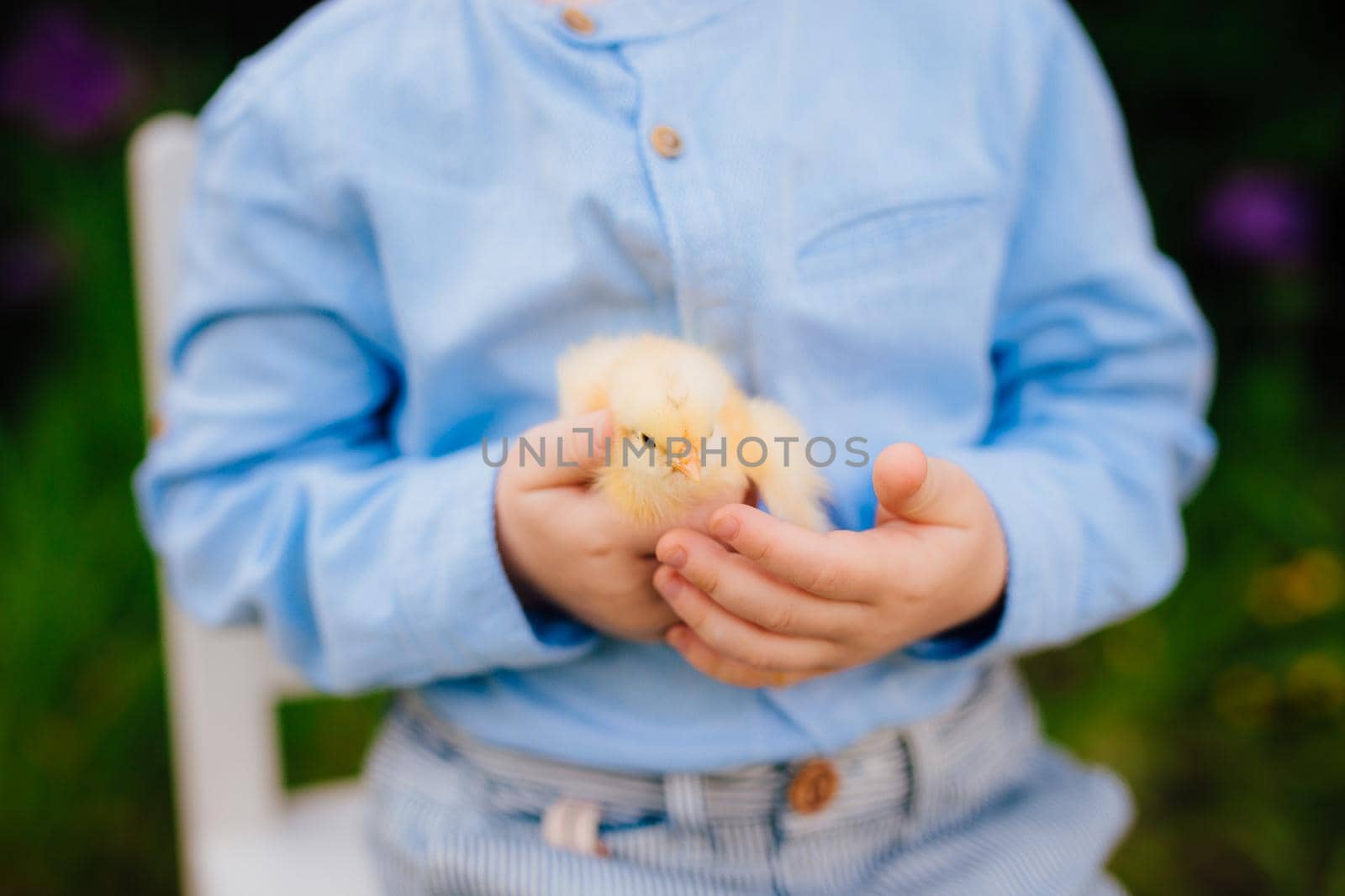 Little yellow chicken in the boy's hands.