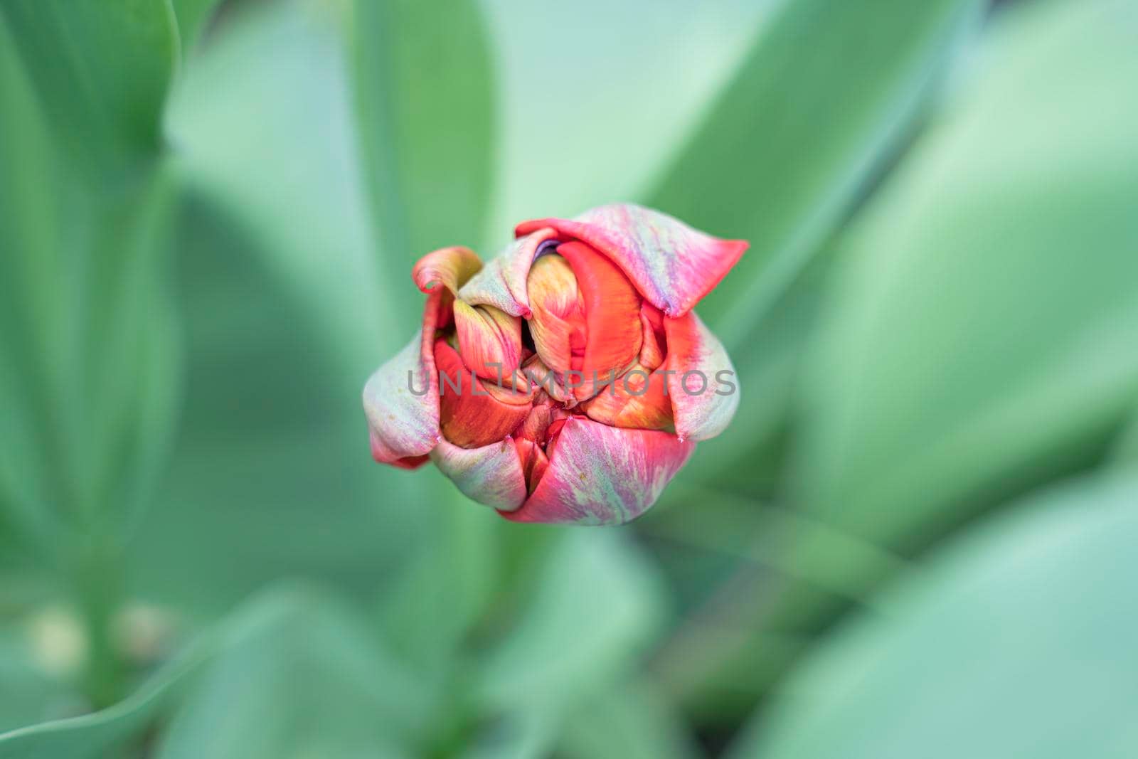 Tulip flower on a beautiful background macro. High quality photo