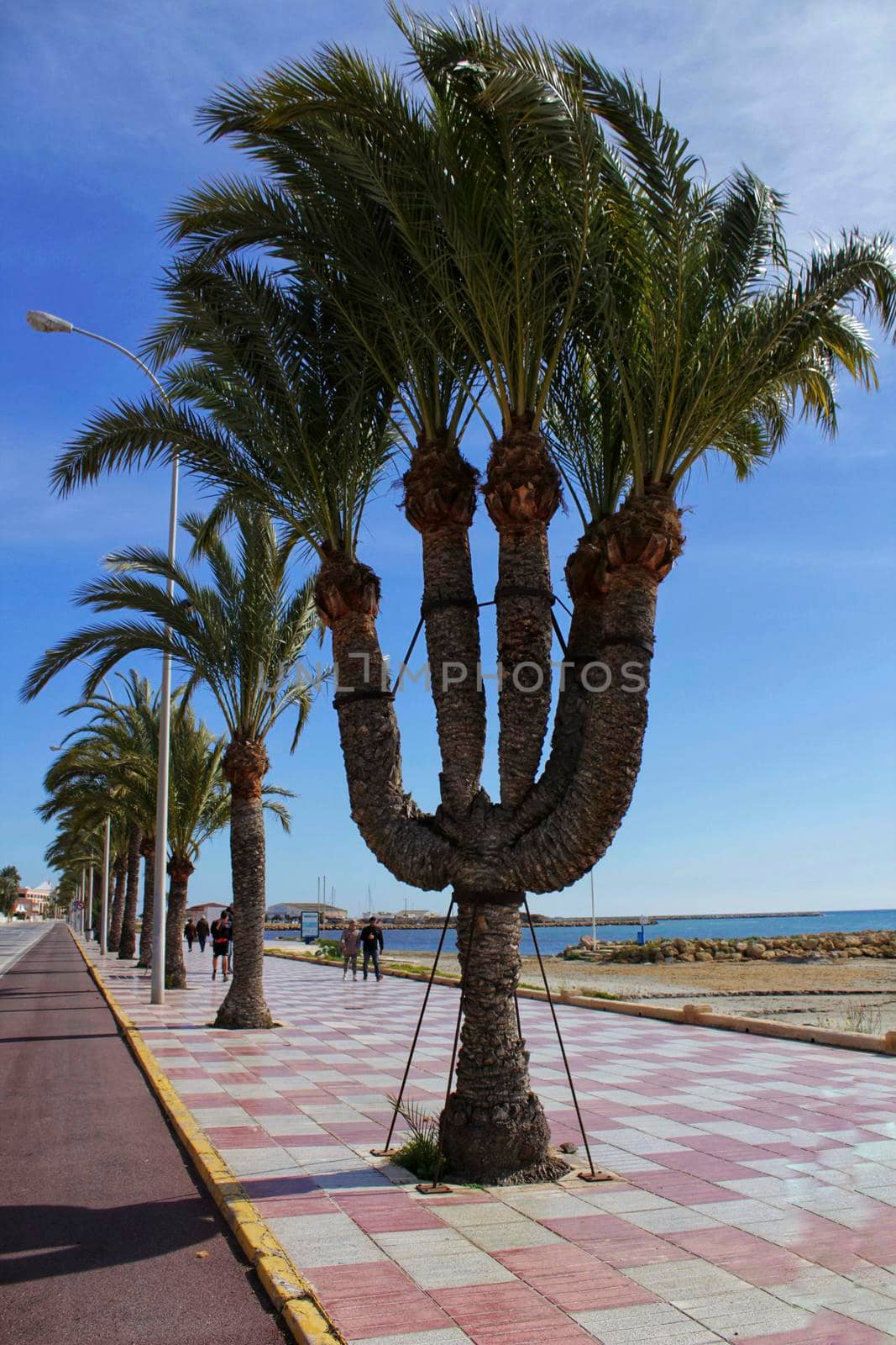 Beautiful five-arm palm tree on the promenade of Santa Pola, Alicante