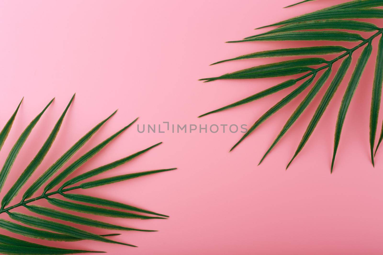 Flat lay with two palm leaves on bright pink background. 