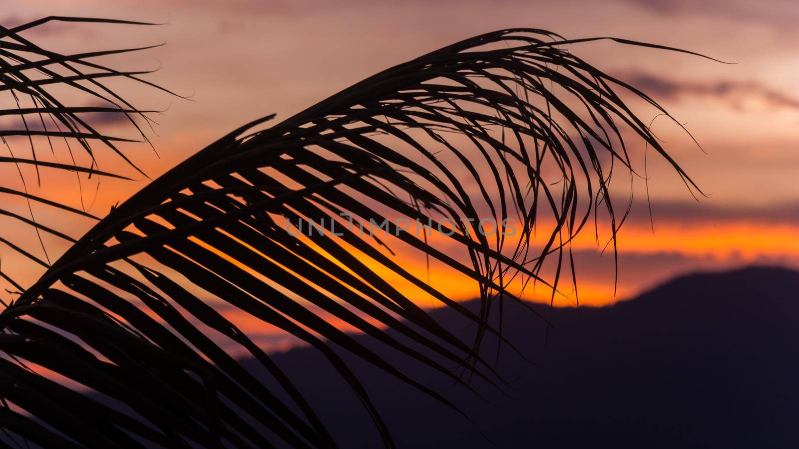 A palm leaf silhouette at sunset Bokor National Park Kampot, Cambodia by PercyPics