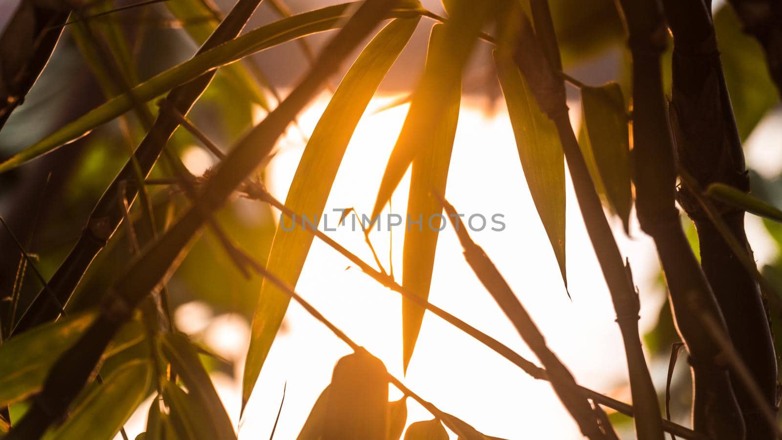 Background Sunset with Leaf silhouette