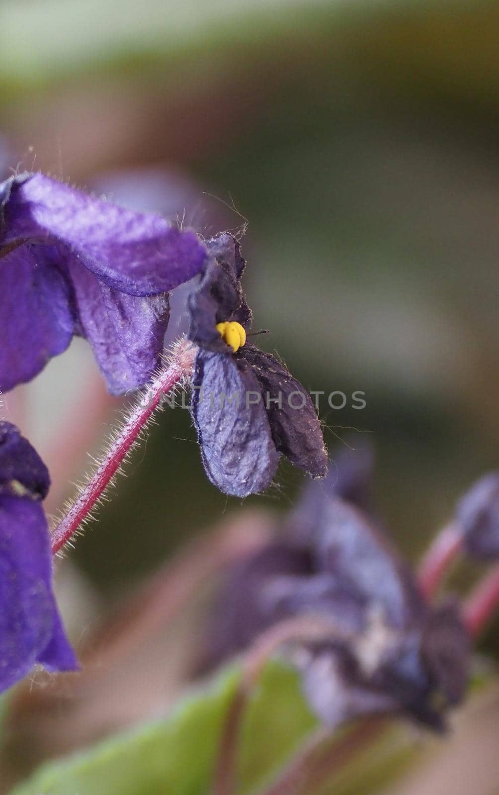 saintpaulia aka African violet(scientific name Streptocarpus Saintpaulia) plant purple flower