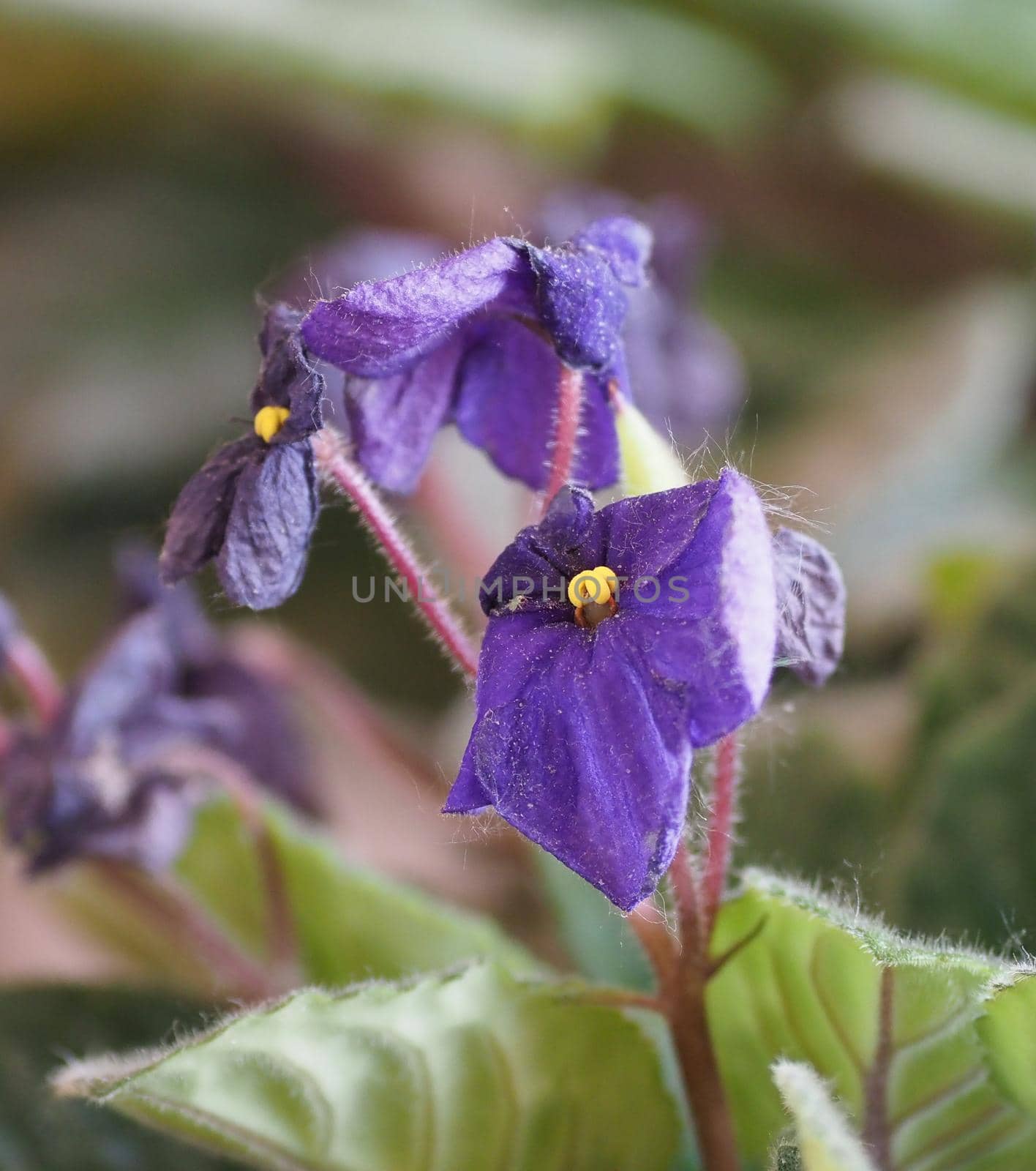 saintpaulia (Streptocarpus Saintpaulia) plant purple flower by claudiodivizia