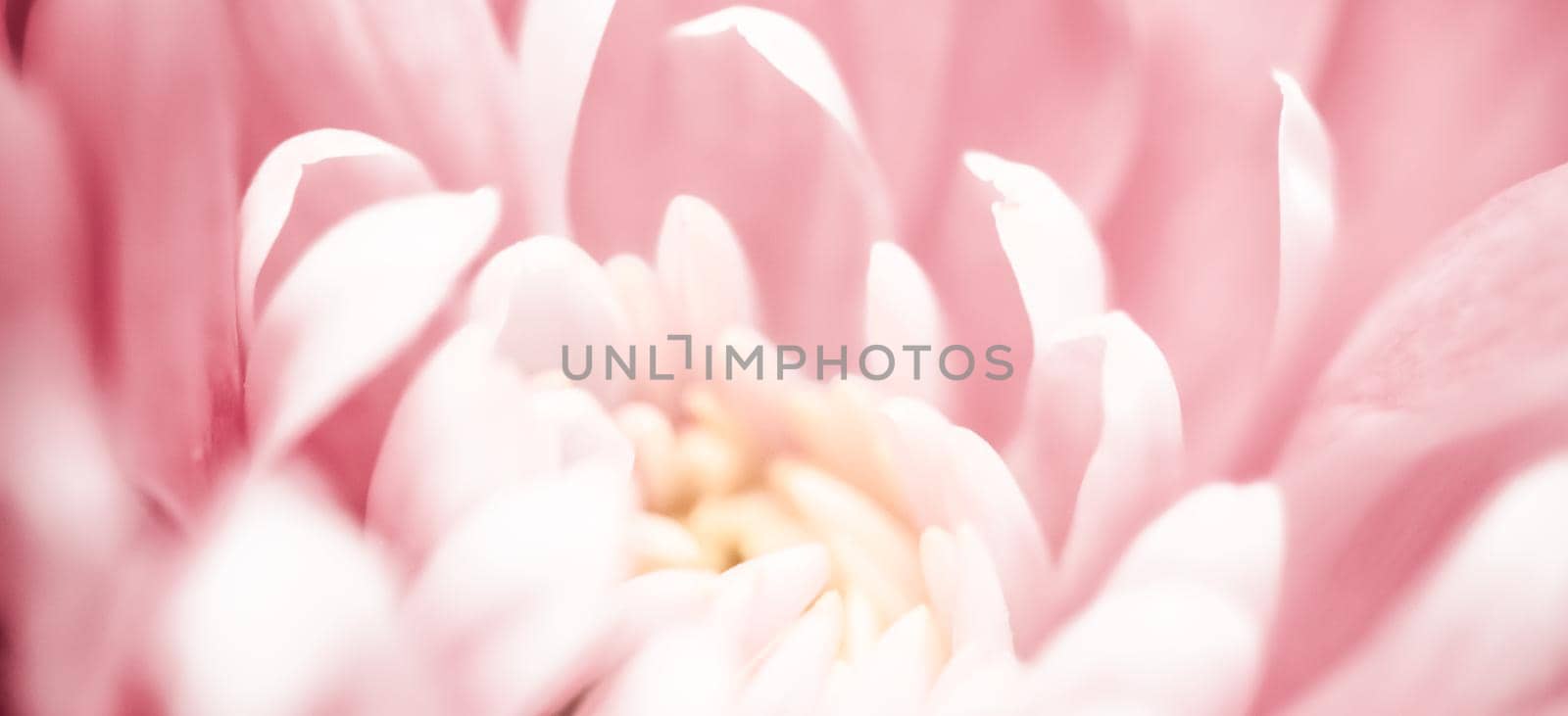 Pink daisy flower petals in bloom, abstract floral blossom art background, flowers in spring nature for perfume scent, wedding, luxury beauty brand holiday design by Anneleven