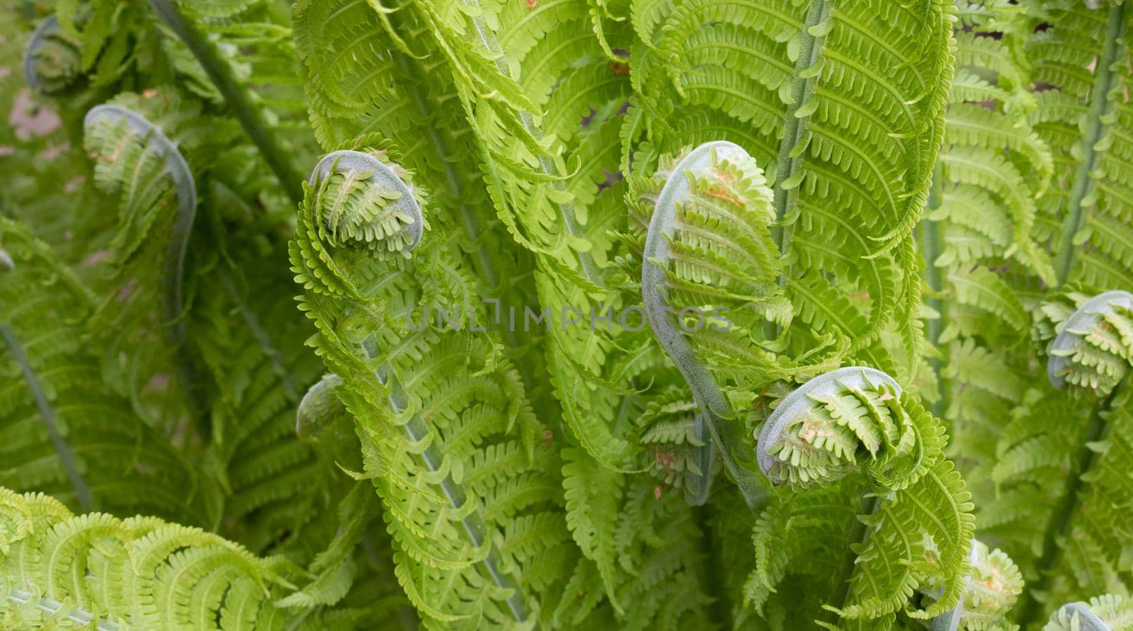Swirls of green fern on a flower bed in the garden.