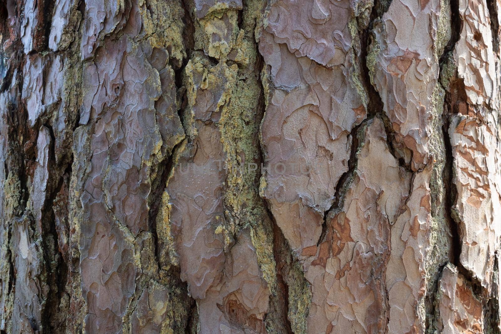 Beautiful background of brown pine bark on a sunny day.