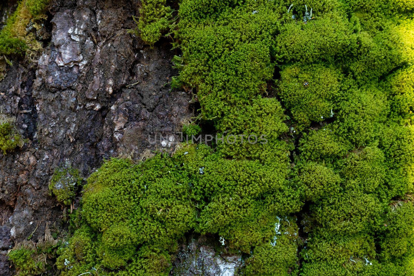 Green moss on a tree trunk on a sunny spring day.