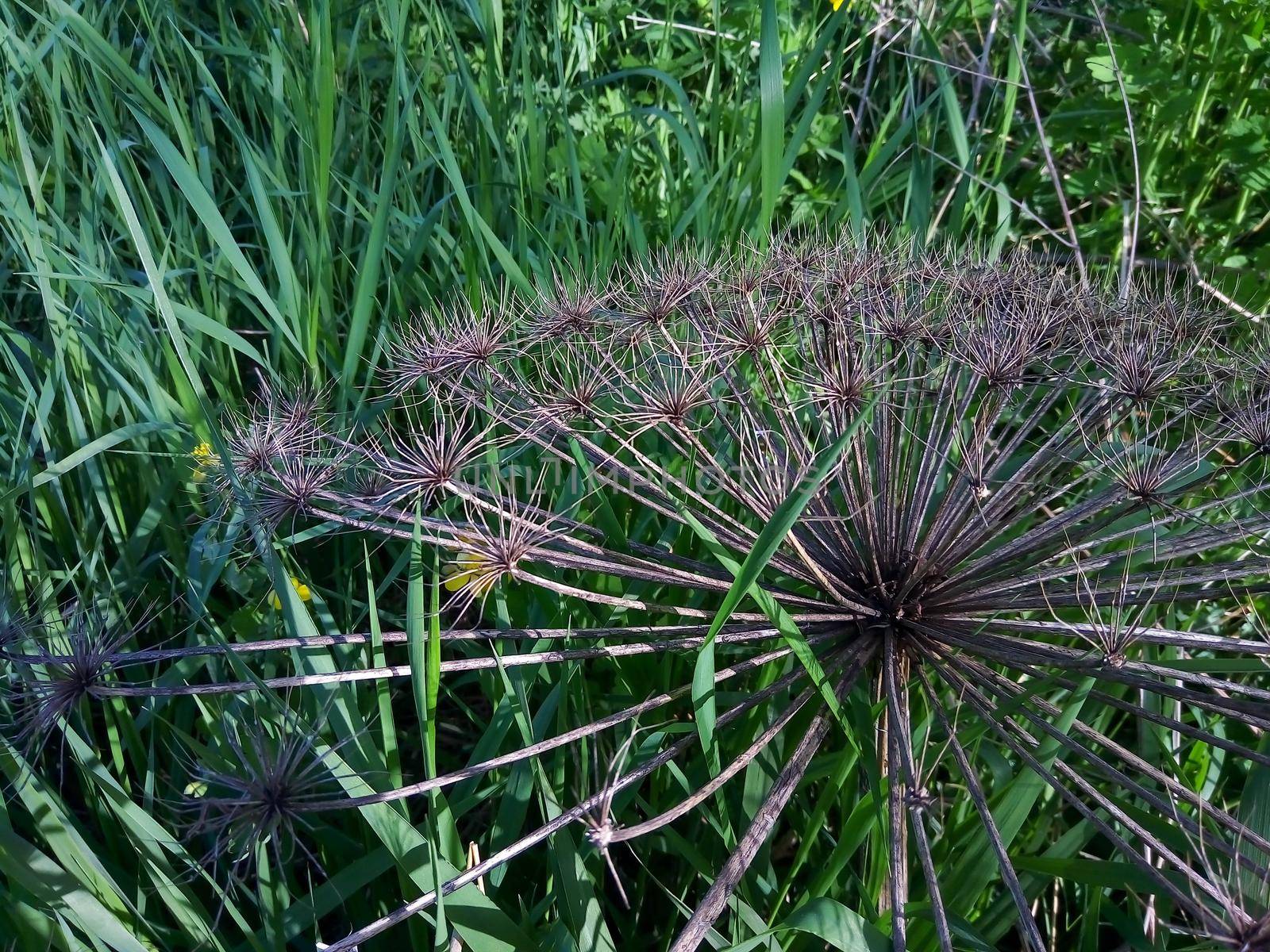Giant dry hogweed, parsnip on the background of green grass.