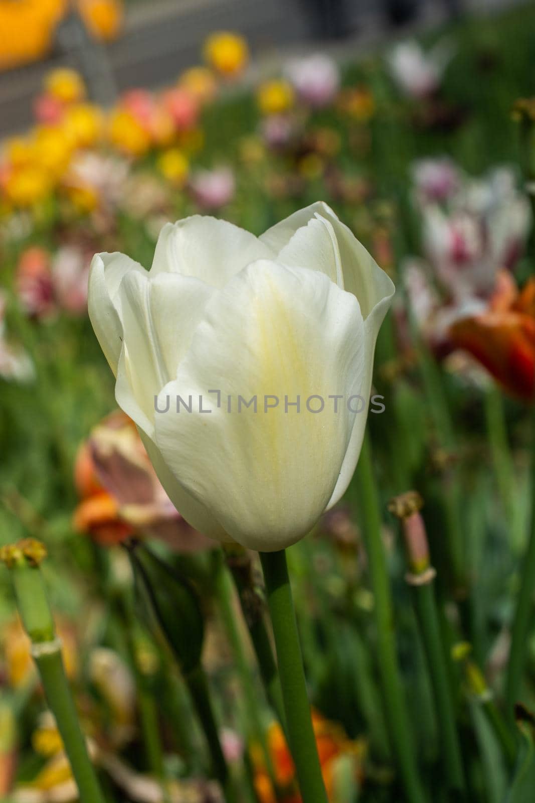 Beautiful colorful tulips flower in spring time garden