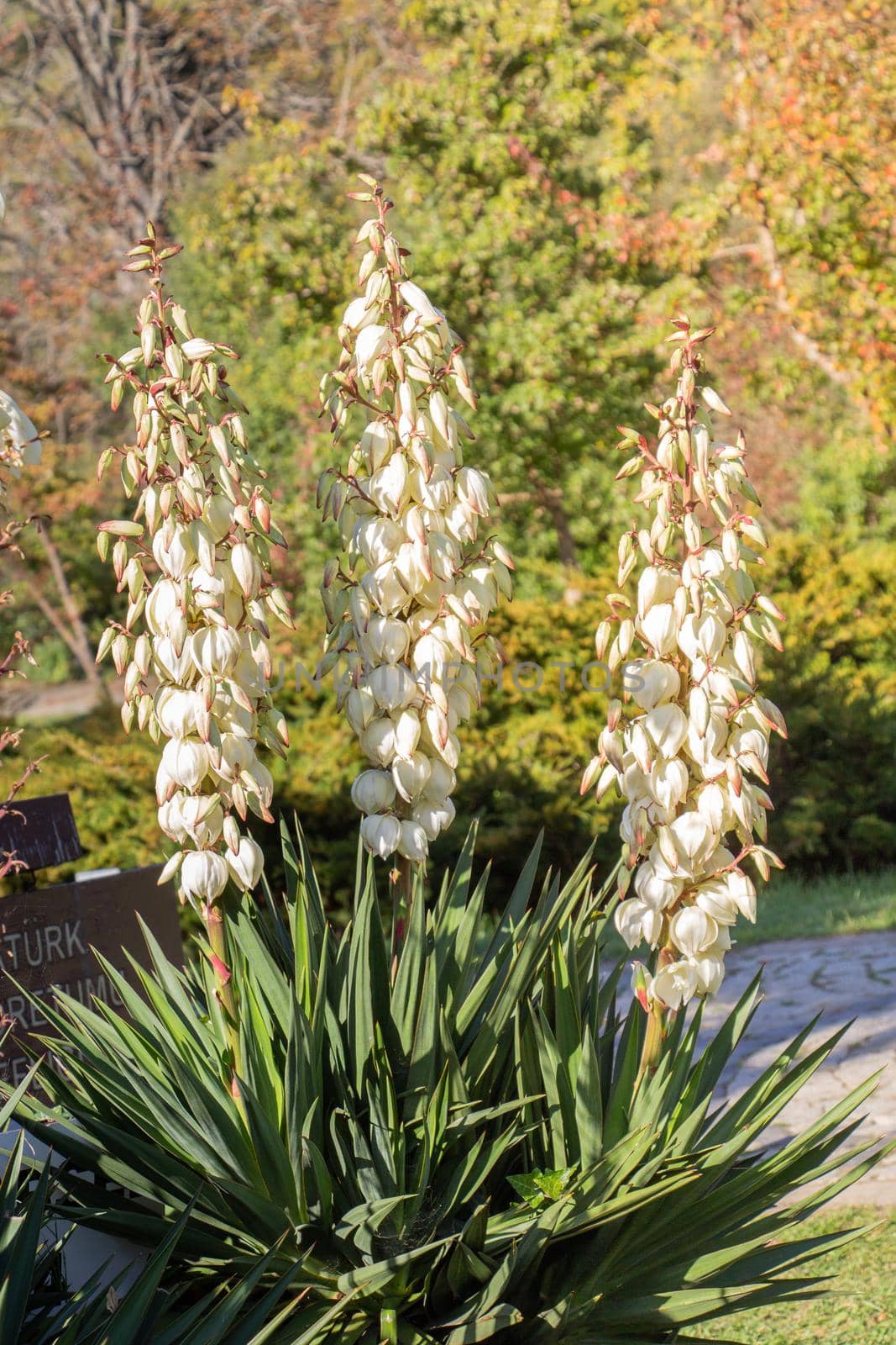 Blooming beautiful Yucca Flowers  flowers in view