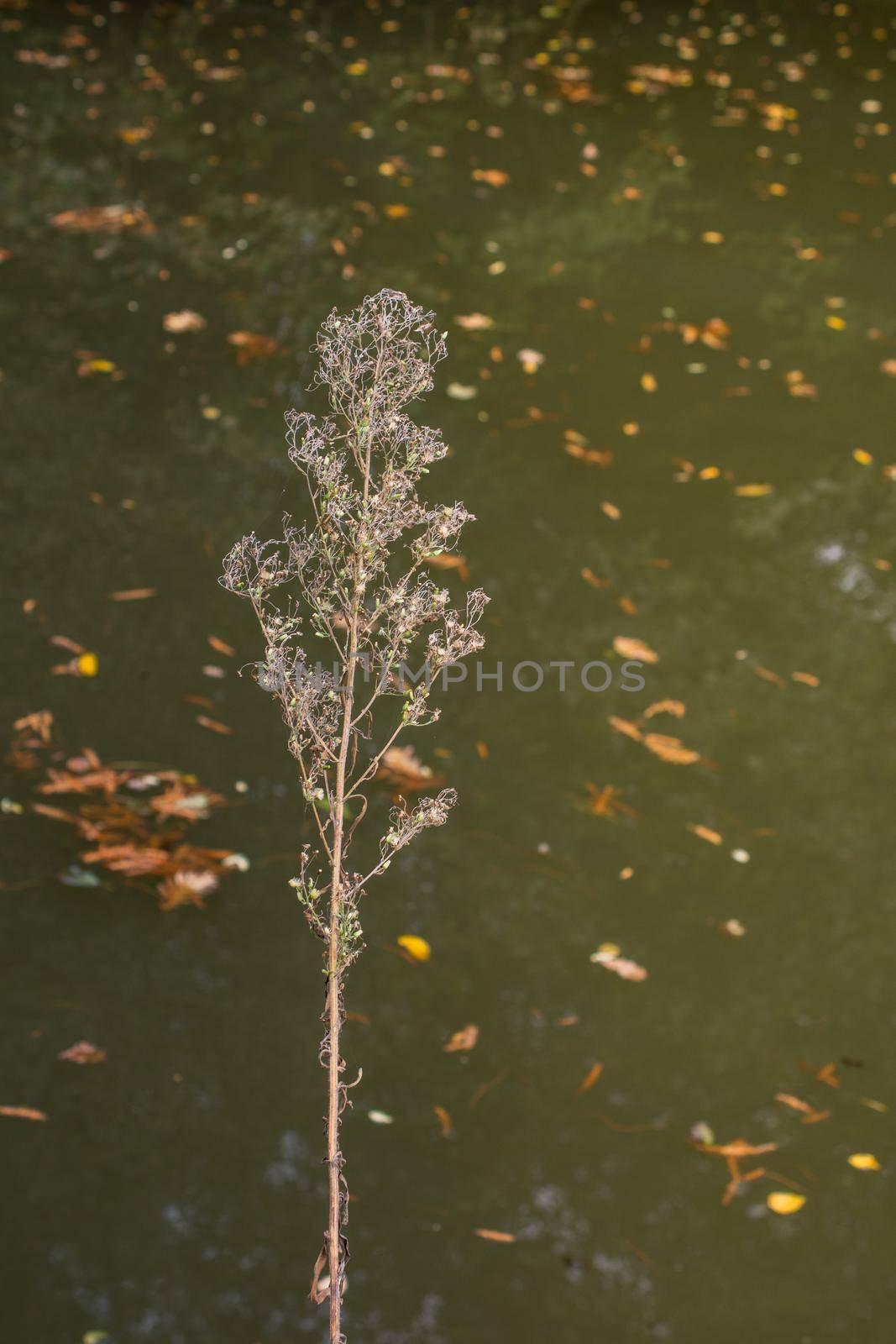 Leaf texture and background on water. Dry leaves texture by berkay