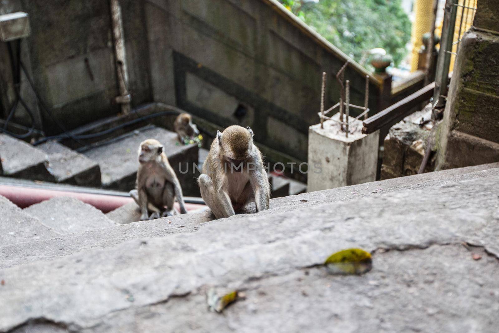 Monkeys on steps of stairs by Yellowj