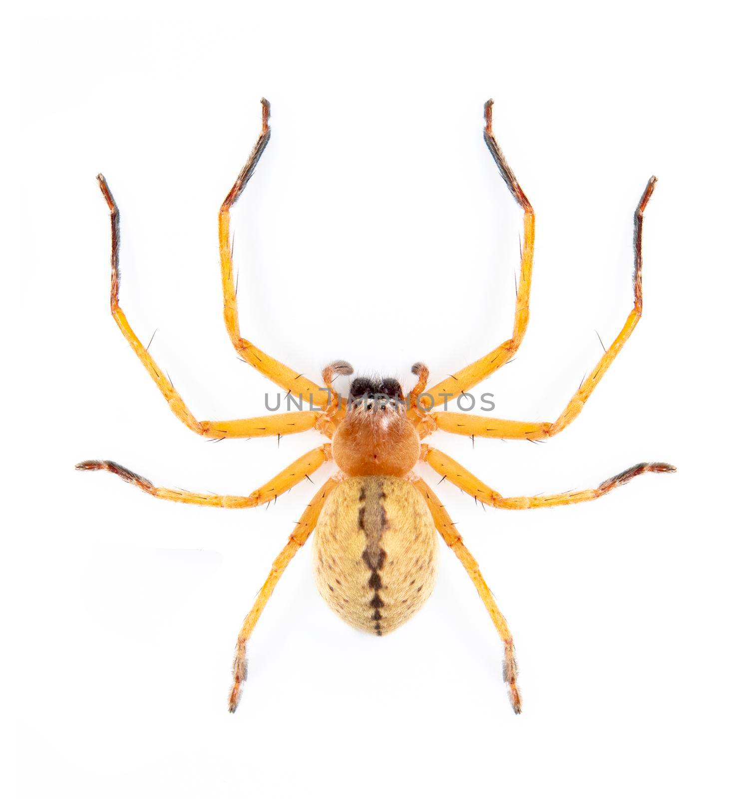 Image of Huntsman spider (Olios sp.) is a family of Sparassidae on white background. Insect. Animal. by yod67