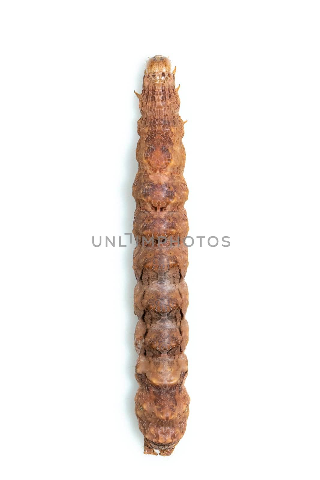 Image of brown caterpillars isolated on white background. Animal. Insect. Worm.