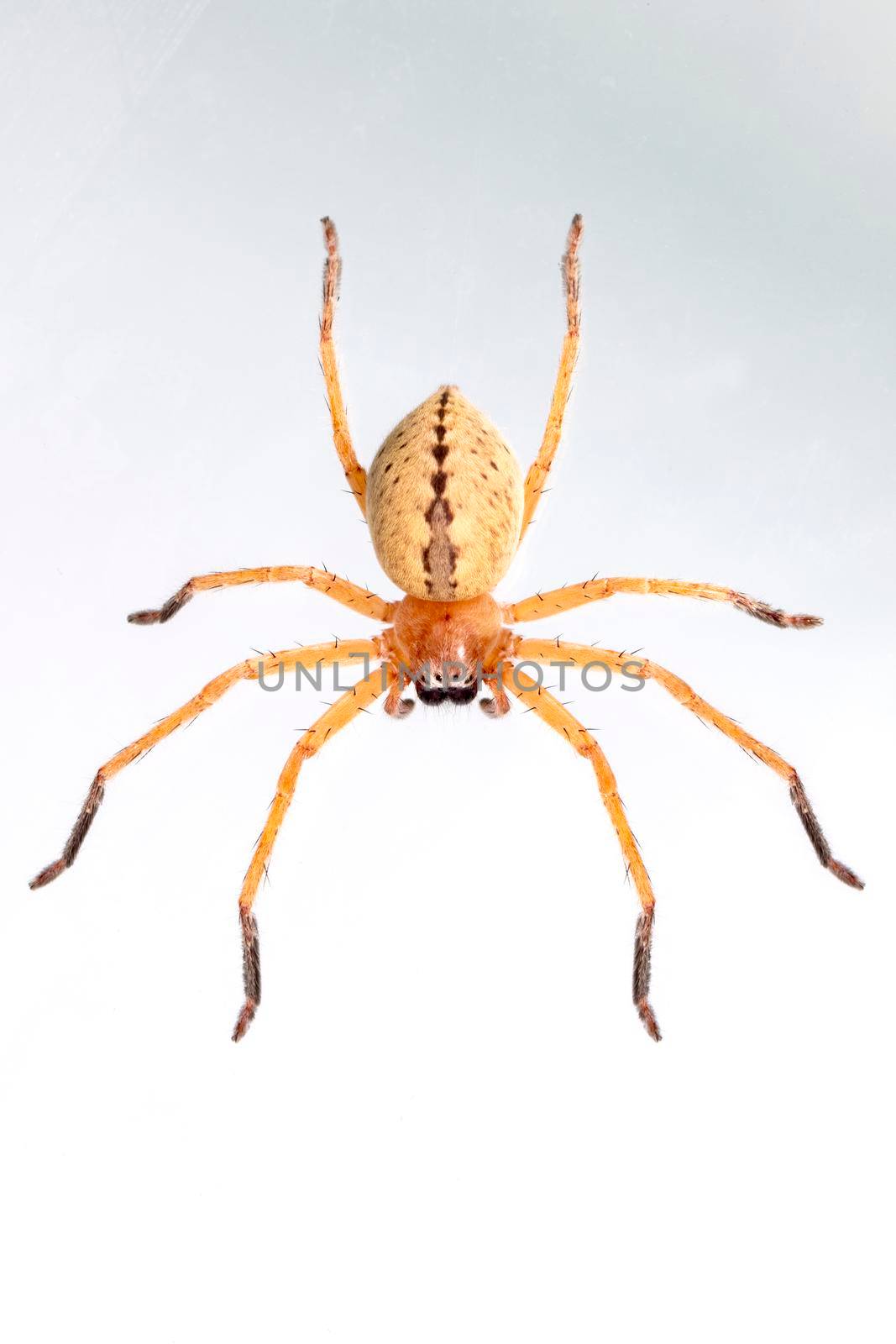 Image of Huntsman spider (Olios sp.) is a family of Sparassidae on white background. Insect. Animal. by yod67