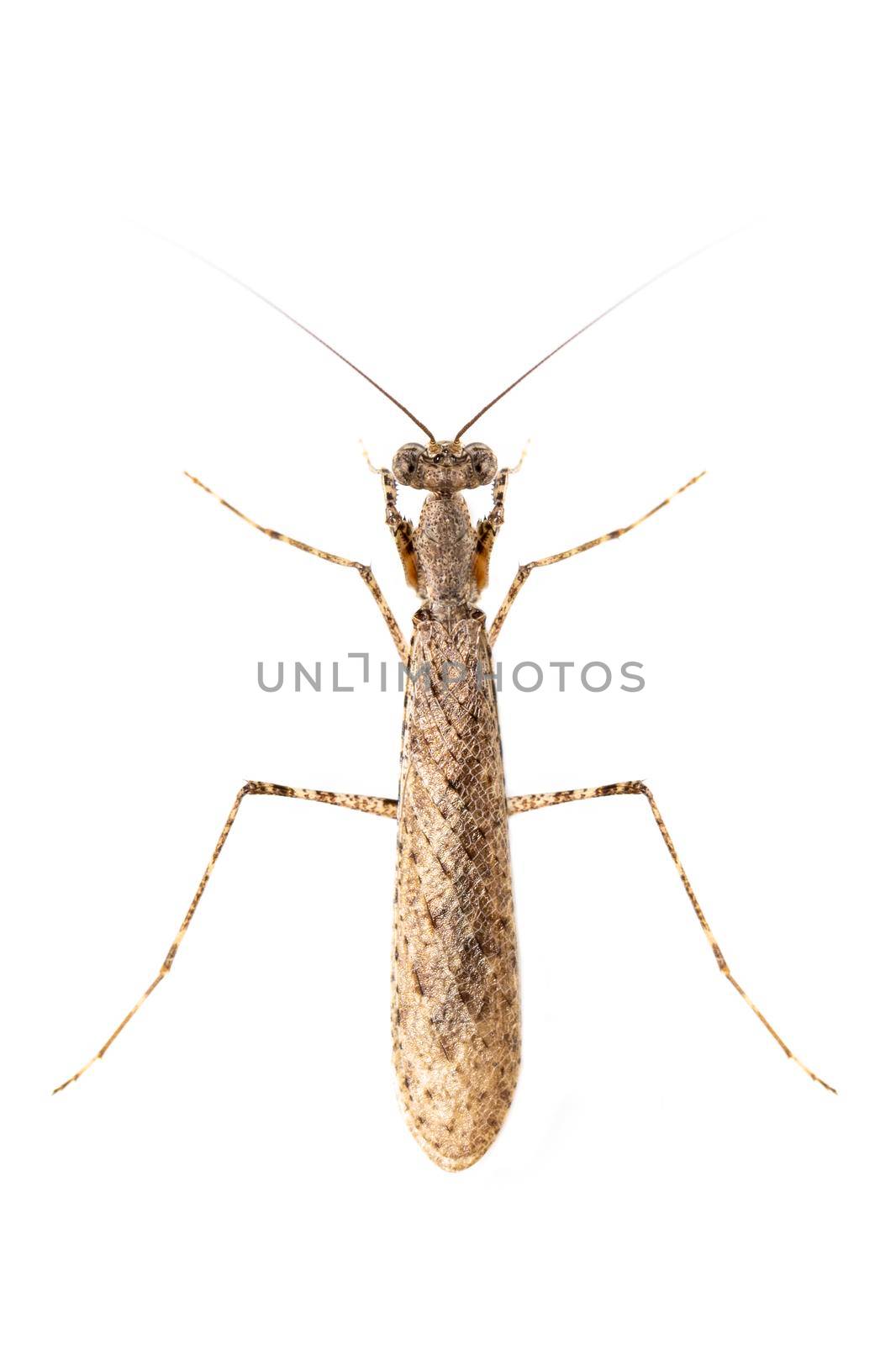 Image of camouflaged bark mantis (Liturgusa sp.) on white background. Insect. Animal.