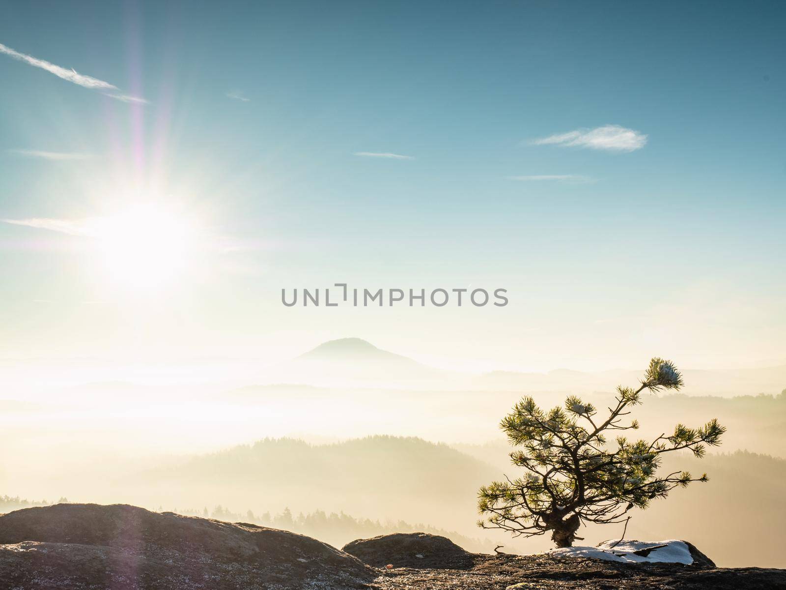 Sunrise in the misty mountains. Pine tree bonsai.  Fog in the forest.