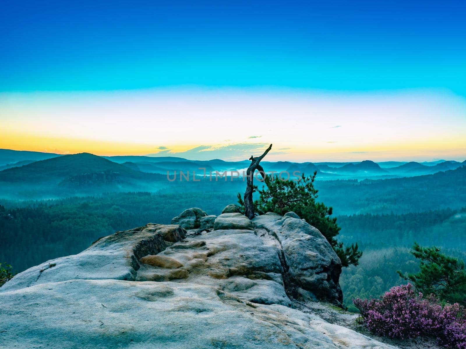 View over a broken pine tree to the Schand valley full of lazy blue fog. Autumn landscape in morning