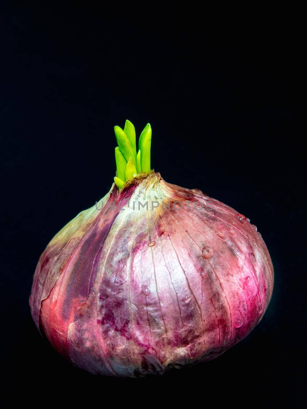 Freshness new bud leaves of red onion in black background