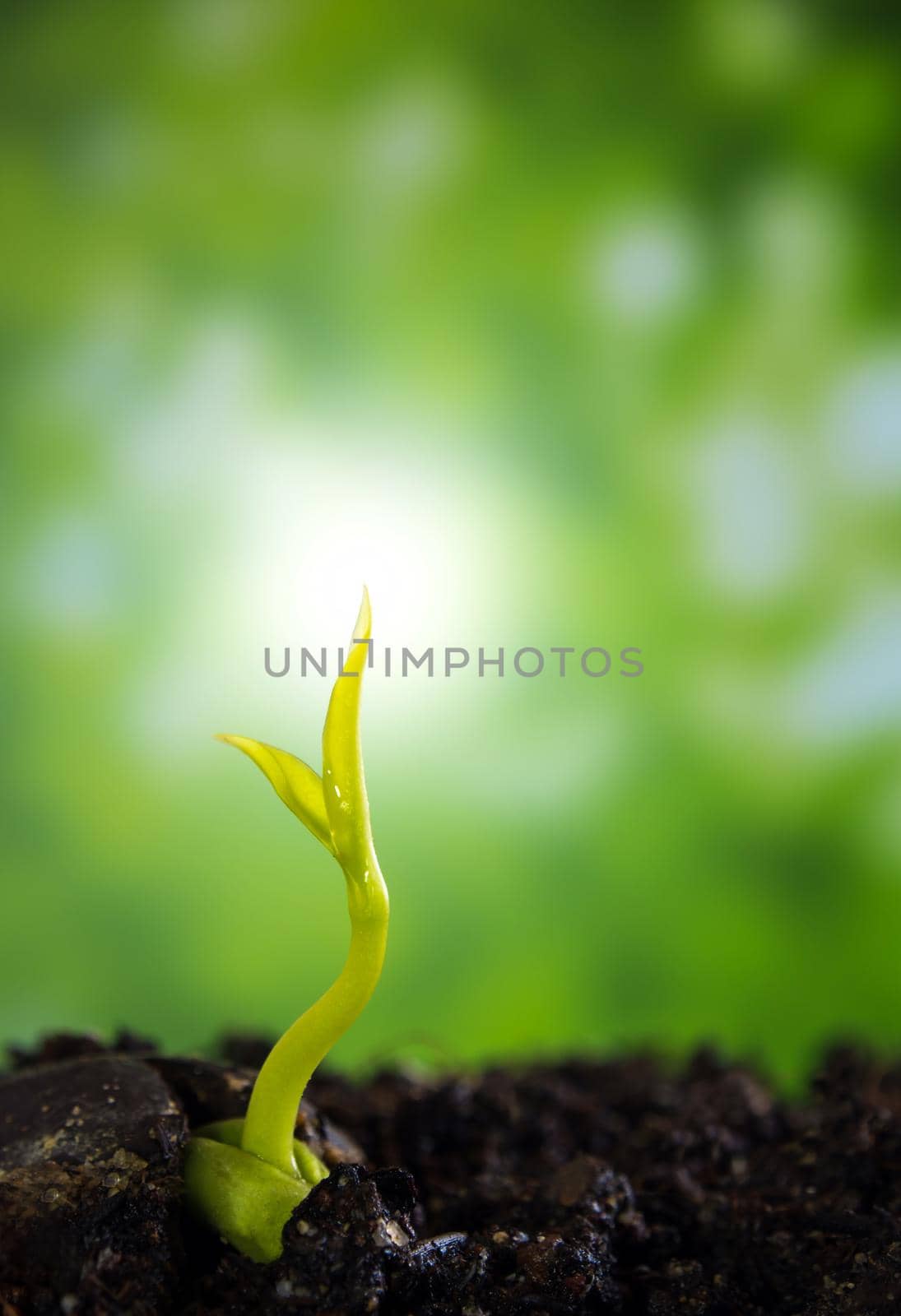 Bud leaves of young plant seedling on ground by Satakorn