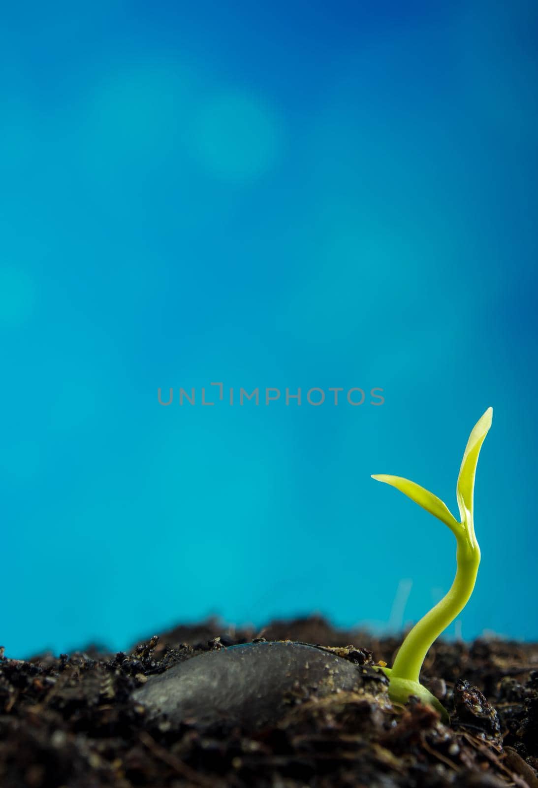 Bud leaves of young plant seeding and blue background by Satakorn