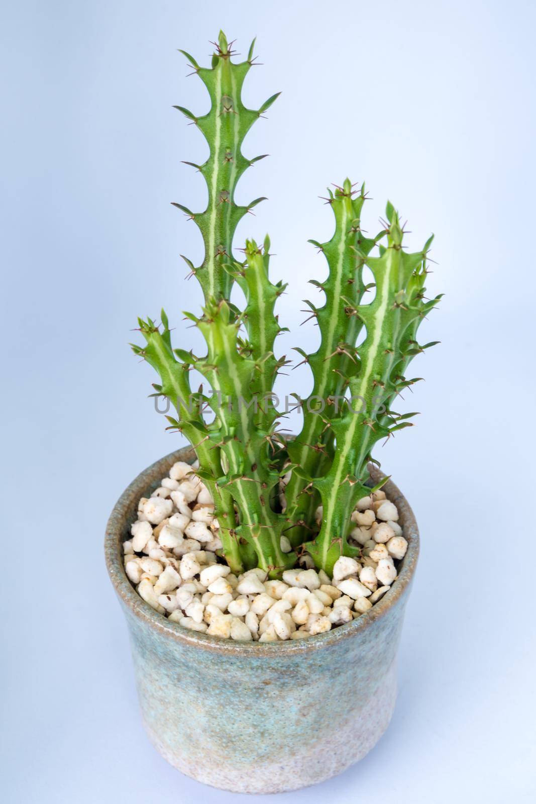 Euphorbia knuthii cactus growing in the small ceramic pot, houseplant for room decoration