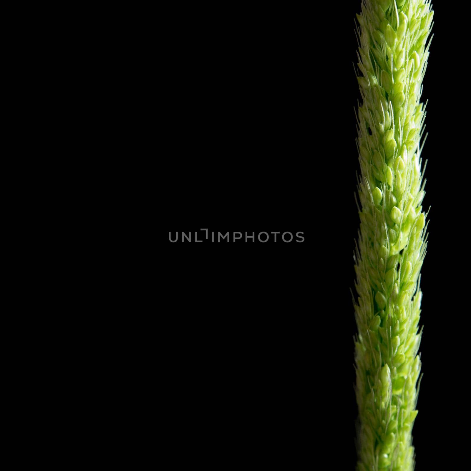 Detail of freshness the new bouquet Bamyard grass on black backgroud